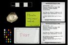 Foto (Objekt + Etikett) von Pithonoton marginatum (von Meyer, 1842)  (NHMW-GEO-2014-0194-0885)